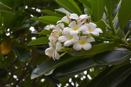 White fragrapanti white flowers photo