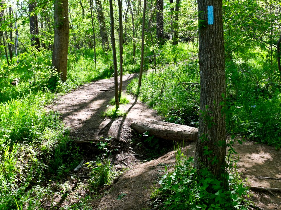Billy Goat B Trail 5