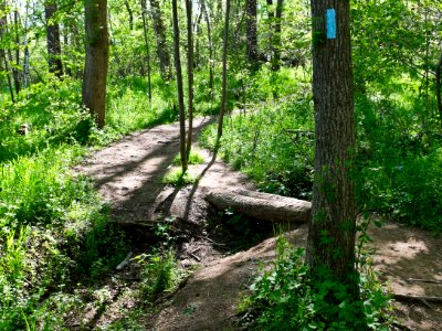 Billy Goat B Trail 5