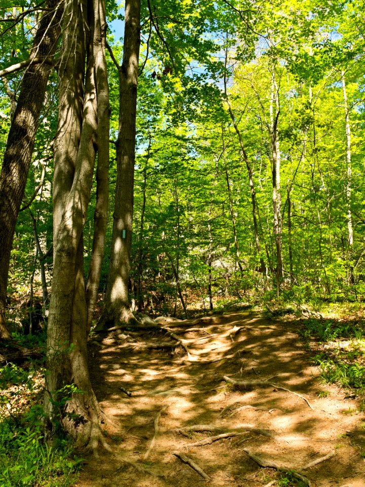 Billy Goat C Trail 5