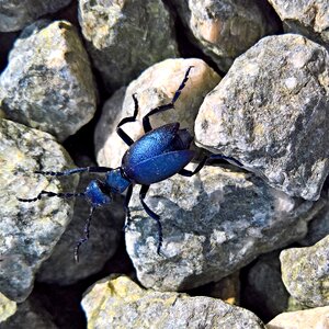 Oulema gallaeciana royal blue metallic shiny