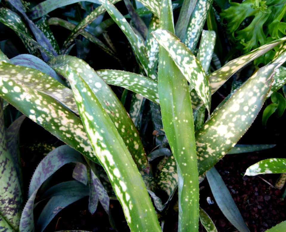 Billbergia "Fantasia" 2