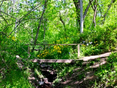 Billy Goat C Trail 4