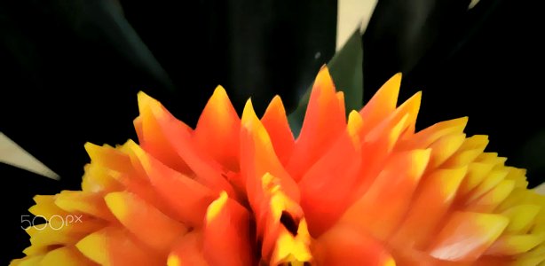 Billbergia pyramidalis flower by Hachi Lww