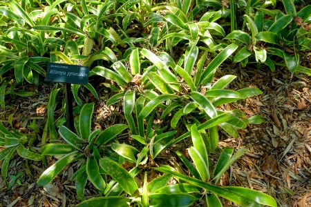 Billbergia pyramidalis - Marie Selby Botanical Gardens - Sarasota, Florida - DSC01484