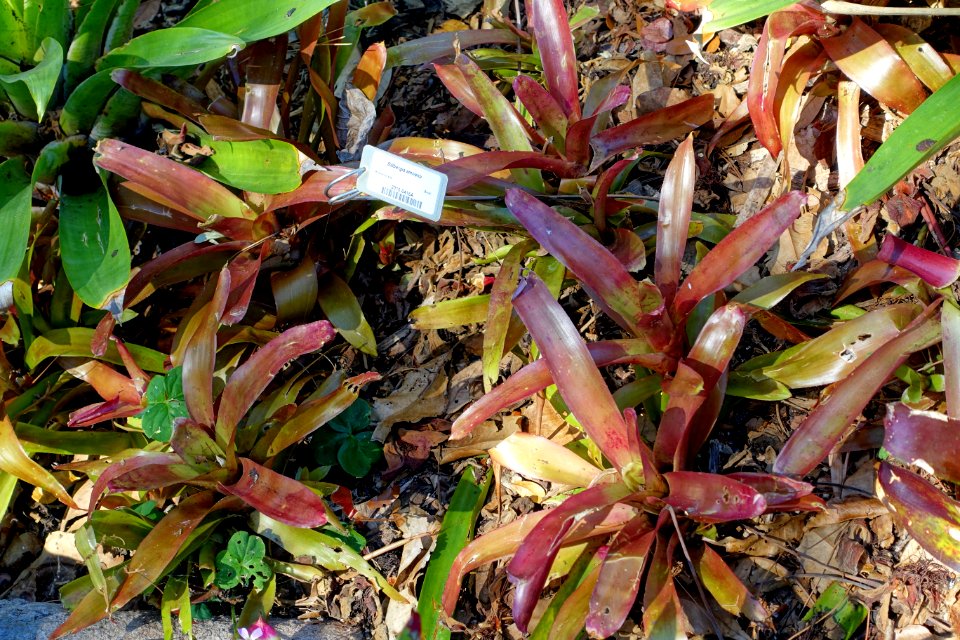 Billbergia amoena - Marie Selby Botanical Gardens - Sarasota, Florida - DSC01698