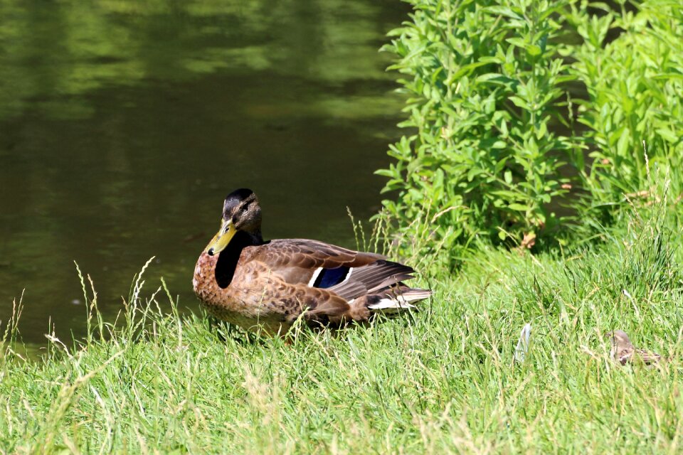 Water bird plumage meadow