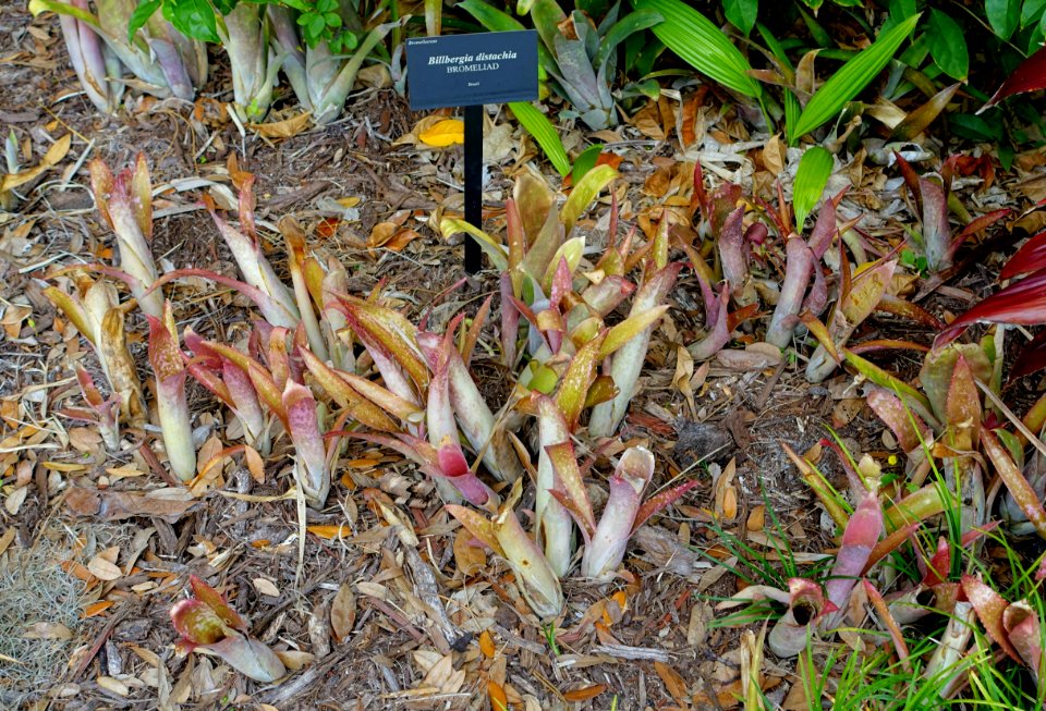 Billbergia distachia - McKee Botanical Garden - Vero Beach, Florida - DSC02956