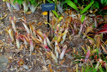 Billbergia distachia - McKee Botanical Garden - Vero Beach, Florida - DSC02956