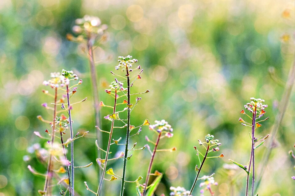 Flowers nature plant