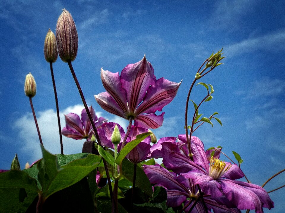 Clematis lila purple flower