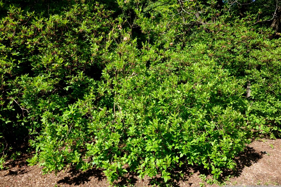 Biltia vaseyi (Rhododendron vaseyi) - Arnold Arboretum - DSC06675
