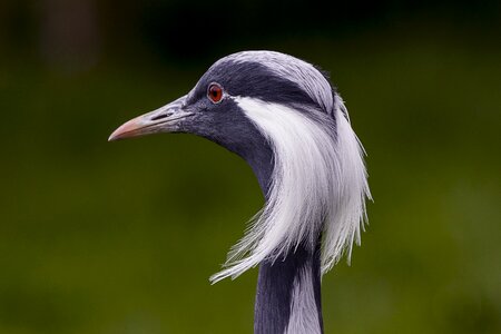 Wildlife animal nature