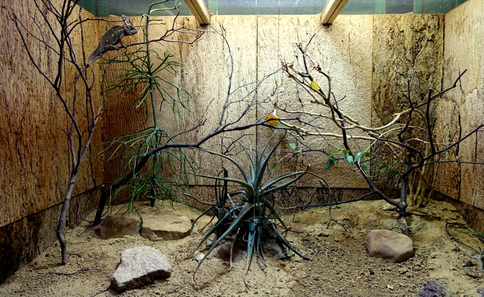 Biome - Naturhistorisches Museum, Braunschweig, Germany - DSC05289