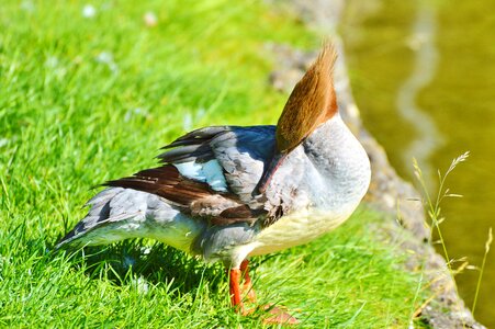 Bird poultry animal photo