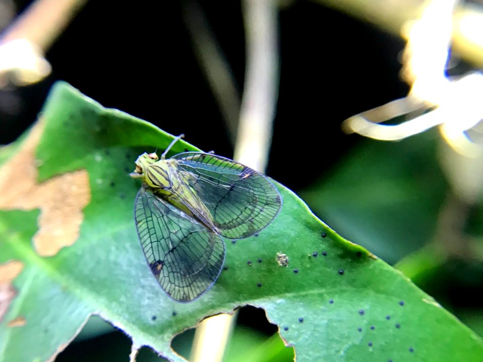 Biolleyana costalis