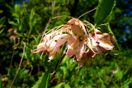 Biltia vaseyi (Rhododendron vaseyi) - Arnold Arboretum - DSC06676