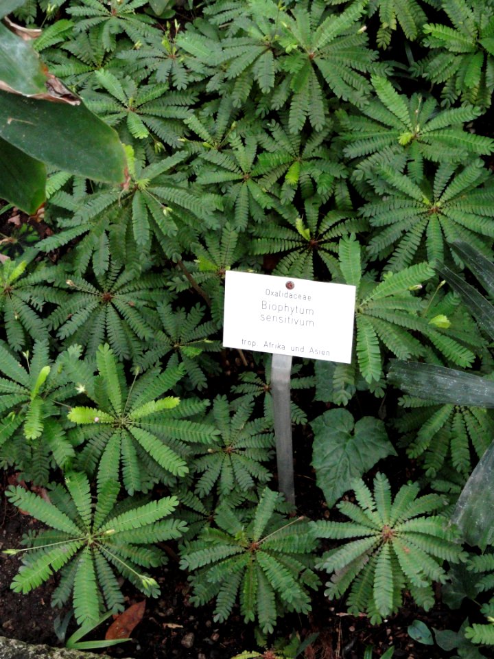 Biophytum sensitivum - Botanischer Garten Freiburg - DSC06303