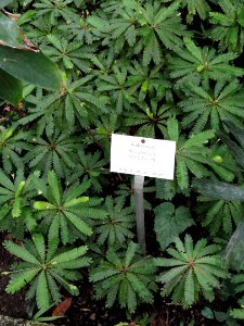 Biophytum sensitivum - Botanischer Garten Freiburg - DSC06303