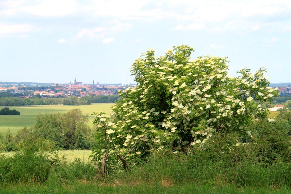 Binnewitz 2012-05-28-7863