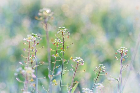 Flowers nature plant
