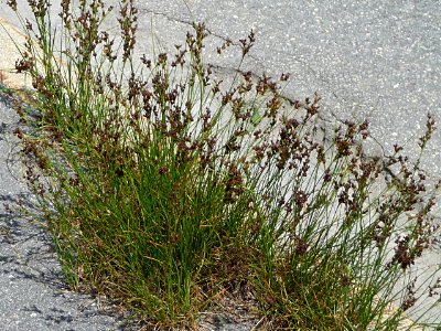 Binse Zwiesel