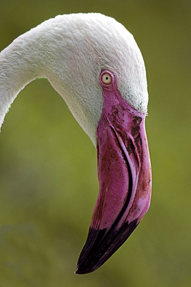 Nature wild wildlife