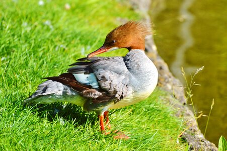 Bird poultry animal photo