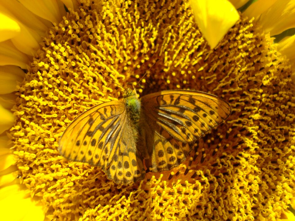 Butterfly yellow insect