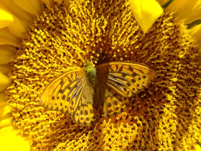 Butterfly yellow insect photo