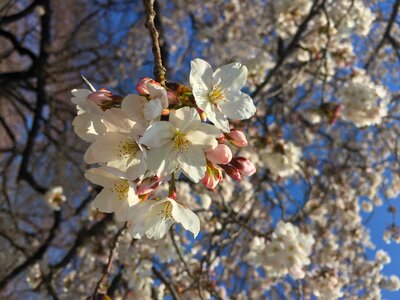 Blossom cherry japanese