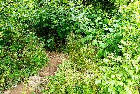 Billy Goat C Tricky Spot in Summer