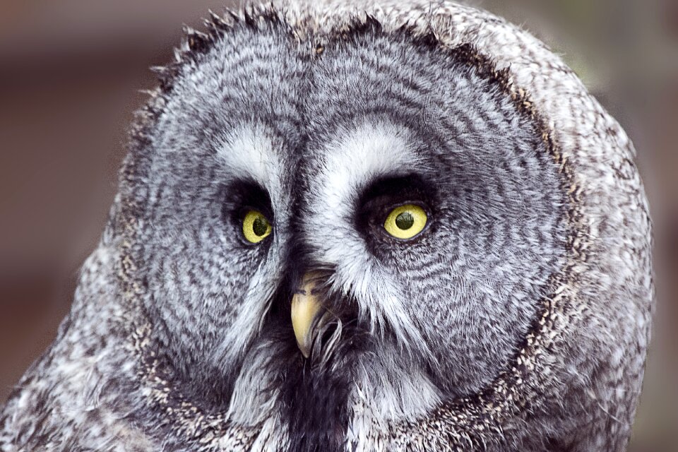 Fauna macro eyes