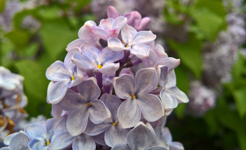 Bloom closeup lilac bush
