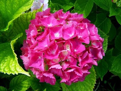 Hydrangea pink flower garden summer flower photo