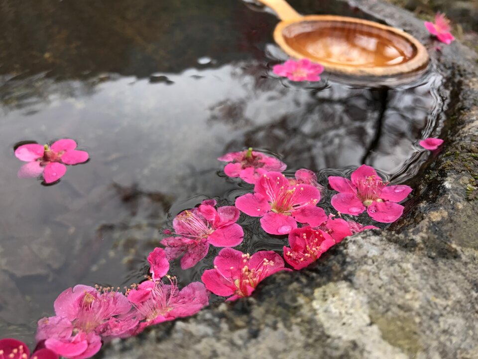 Pool flower korea