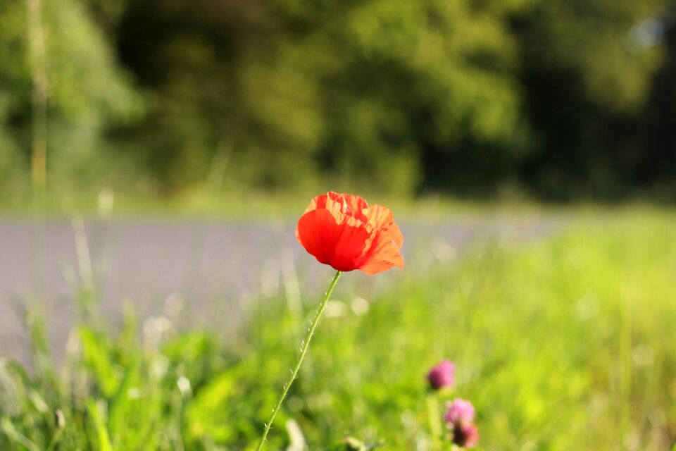 Country rural nature