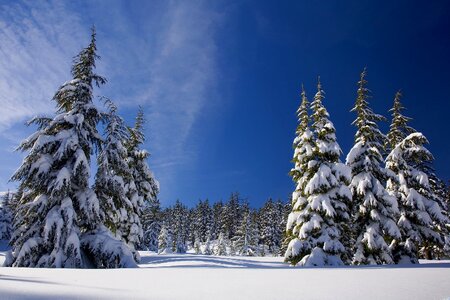 Nature trees pine photo