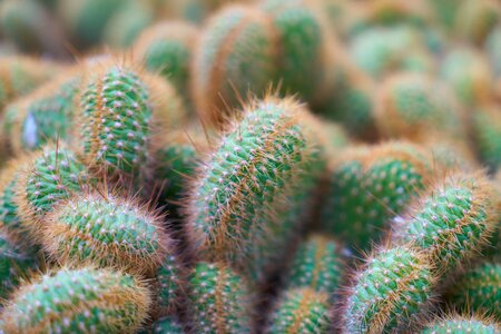 Nature needle macro