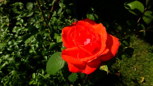 Rose blooms red rose flower photo