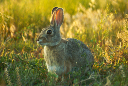 Hare bunny animal photo