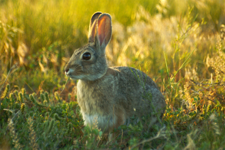 Hare bunny animal
