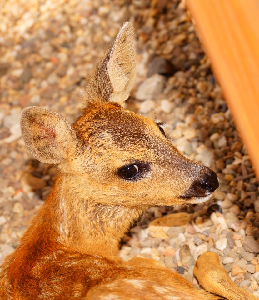 Sweet head roe deer - Free photos on creazilla.com