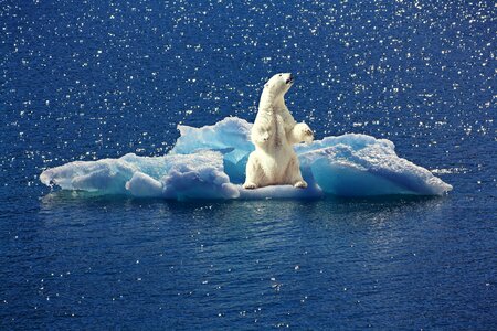 North pole climate change animal photo