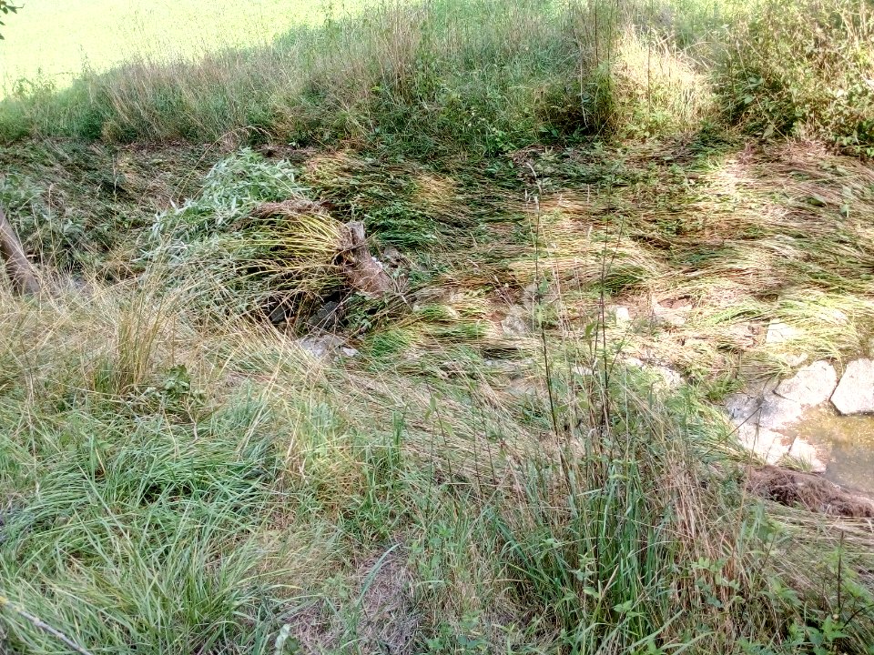 Binzenlöchlesgraben, fließwiderstandsoptimierte Weide nach Unwetter