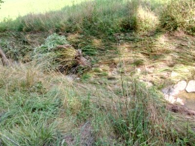 Binzenlöchlesgraben, fließwiderstandsoptimierte Weide nach Unwetter