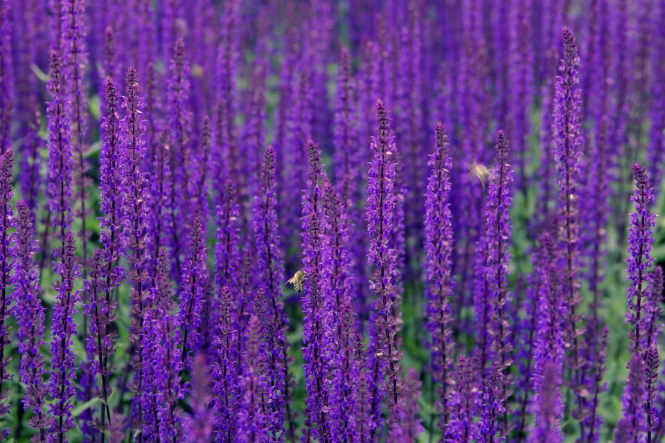 Meadow plants the smell of