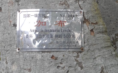 Binteng Village - Antiaris toxicaria tree marker 01