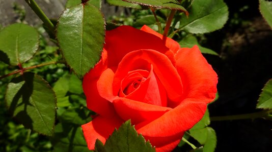 Rose blooms red rose flower photo