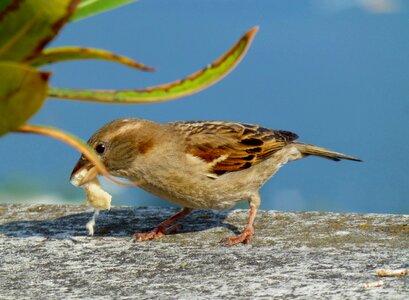 Passer domesticus sparrow feed photo